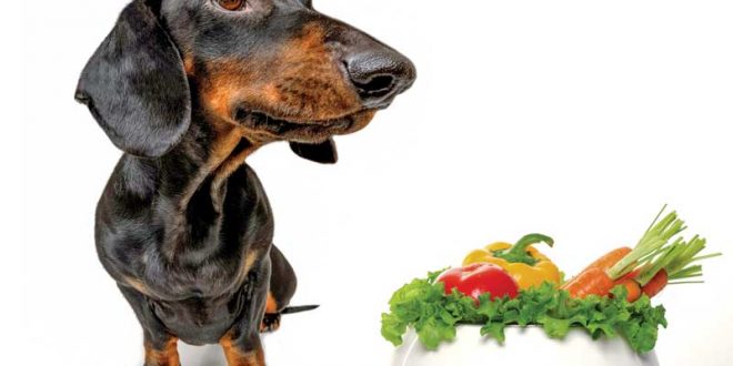 comida vegana para perro salchihca