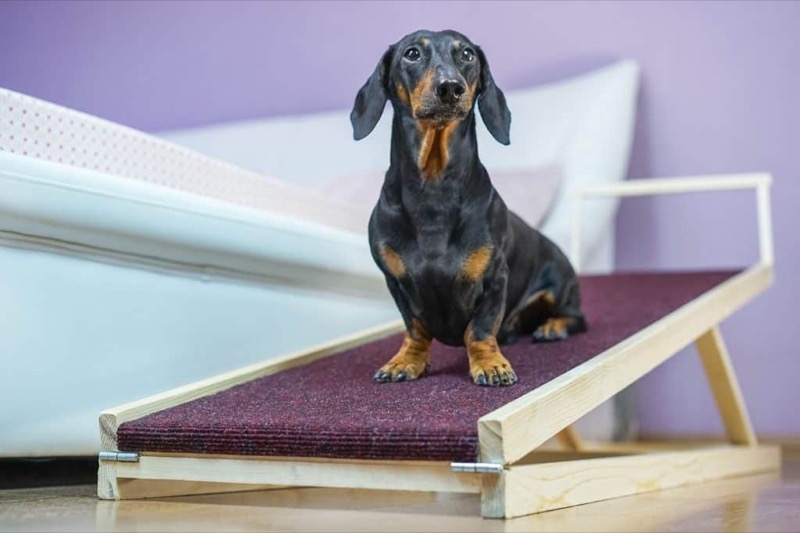 Por qué las rampas para perros son mejor opción que las escaleras