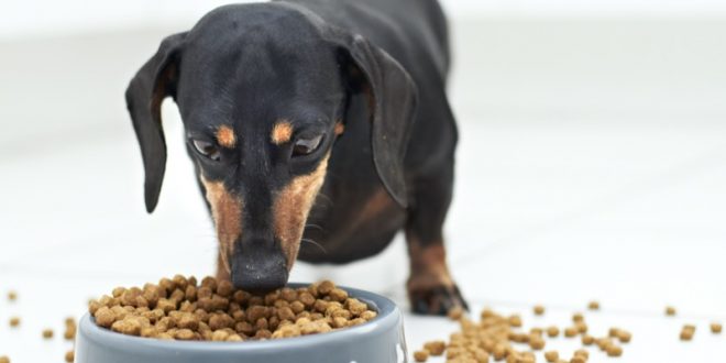 Qué puede comer un perro salchicha