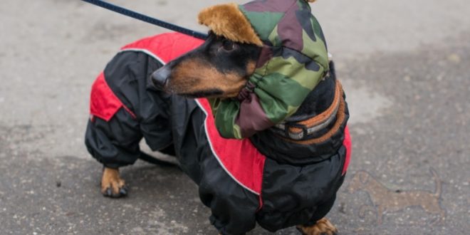 frío! Botas chaquetas abrigos para perros salchicha
