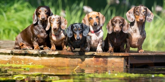 Botellas de agua para perros salchicha